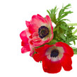 red anemone flowers