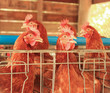 Livestock of Red chicken
