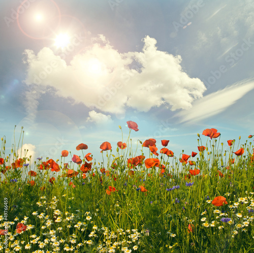 Photo: Wildblumen im Frühling: Klatschmohn, Margeriten und Kornblumen Wildblumen im Frühling: Klatschmohn, Margeriten und Kornblumen