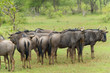 Gnous, Afrique du Sud - Parc national Kruger