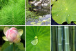 patchwork sur le thème du jardin aquatique
