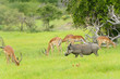 Phacochère, Afrique Du Sud - ...