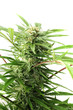 cannabis plant