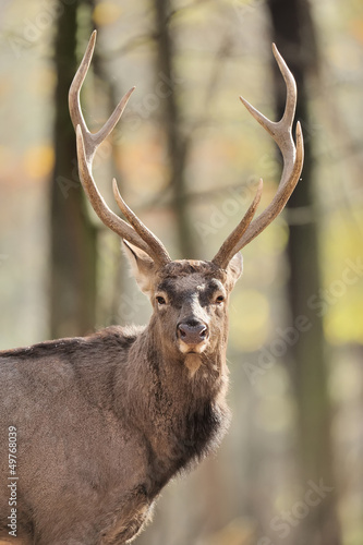 Photo: Deer Deer