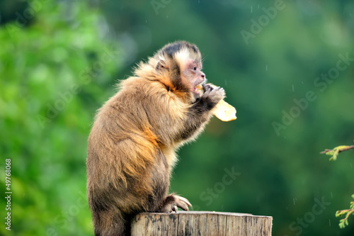Photo: Capuchin monkey Capuchin monkey