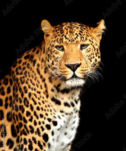 Photo: Leopard Leopard