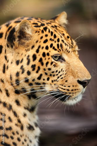 Photo: Leopard Leopard