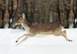 Fallow deer