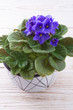 Foto: Saintpaulia ionantha Saintpaulia ionantha