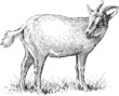 gazing goat