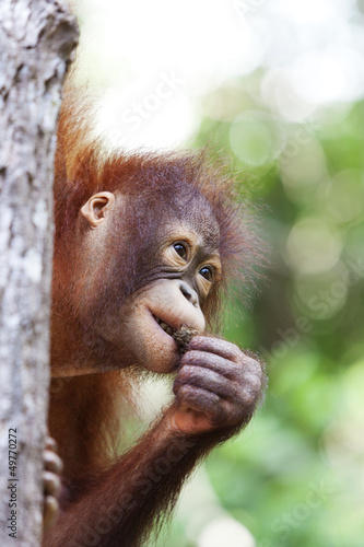 Photo: Orangutan in a tree, Borneo. Orangutan in a tree, Borneo.