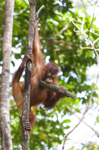 Photo: Orangutan holding a tree branch, Borneo. Orangutan holding a tree branch, Borneo.