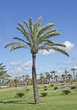 Palm trees in Netanya parl