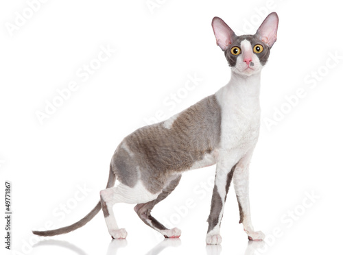 Photo: Cornish Rex Cornish Rex