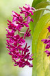 Purple orchid, Rhynchostylis gigantea