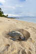 Green turtle laying eggs on the beach.