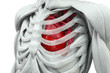 Torso with heart