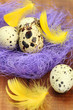 Quail eggs in a nest with feathers for Easter holidays