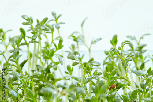 Photo: watercress watercress