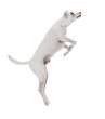 Jack Russell Terrier jumping in front of white background