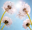 Wünsche erfüllen: Pusteblumen im Sonnenlicht