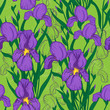 Vector seamless pattern with iris flower