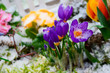 Crocus im Winter