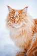 red young Maine Coon, portrait in winter