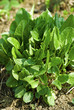 Sauerampfer, Rumex acetosa