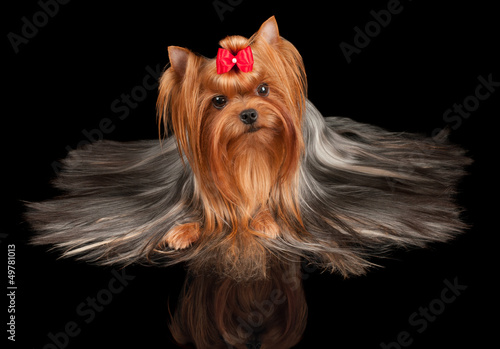 Photo: Beautiful Yorkshire Terrier on black Beautiful Yorkshire Terrier on black