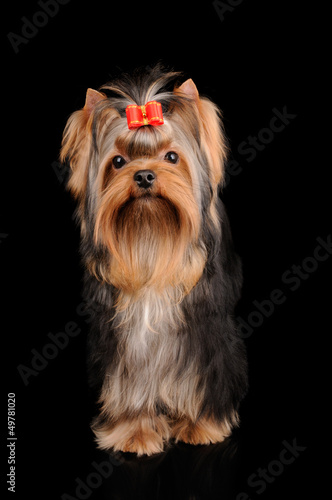 Photo: Yorkshire Terrier on black Yorkshire Terrier on black