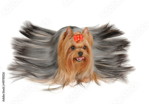 Photo: Yorkshire Terrier with long hair Yorkshire Terrier with long hair