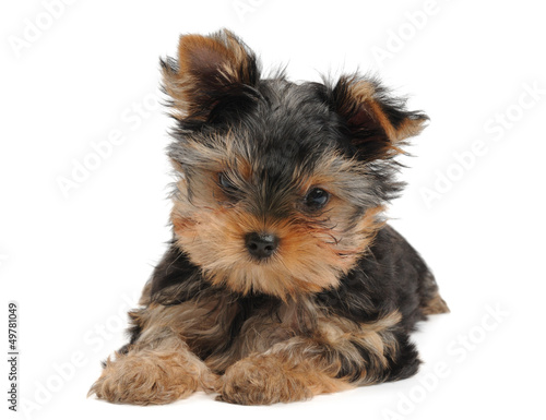 Photo: Small puppy of the Yorkshire Terrier Small puppy of the Yorkshire Terrier