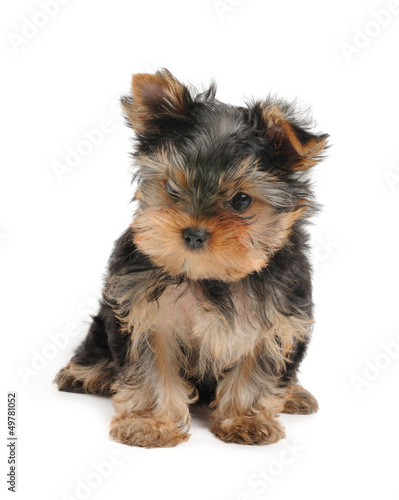 Photo: Lovely puppy Lovely puppy