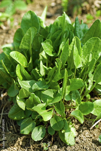 Photo: Sauerampfer, Rumex acetosa Sauerampfer, Rumex acetosa