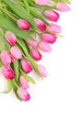 fresh tulips