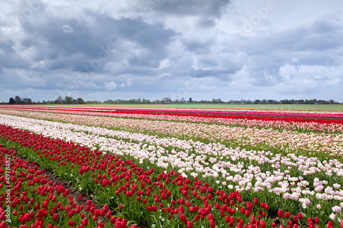 Photo: tulip fields in Dutch farm tulip fields in Dutch farm