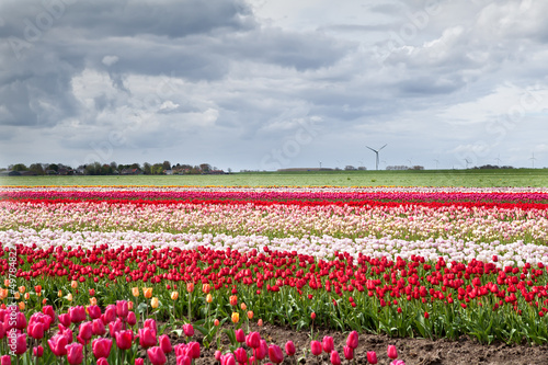 Photo: tulip fields in spring tulip fields in spring