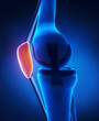 Knee patella anatomy