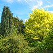 Greenery background