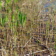 Greenery background
