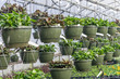 Hanging baskets growing in a greenhouse