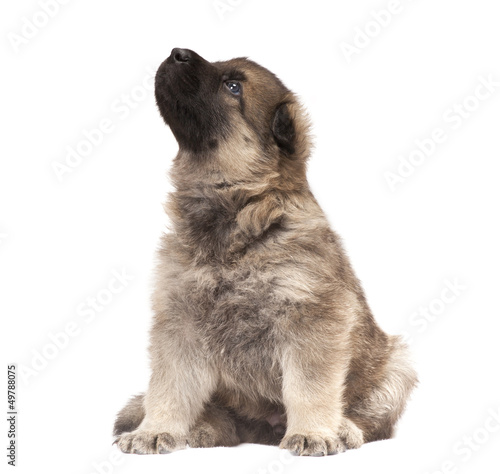 Photo: puppy isolated over white background puppy isolated over white background