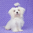 maltese dog