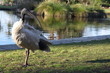 Portrait of an Australian ibis in Sydney