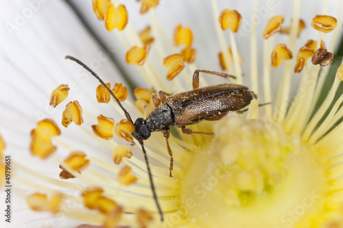 Photo: Small longhorn beetle, Alosterna tabacicolor Small longhorn beetle, Alosterna tabacicolor