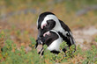 African penguins (Spheniscus demersus)