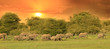 Troupeau d'éléphants au coucher de soleil.
