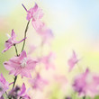 Photo: Summer larkspur flowers Summer larkspur flowers