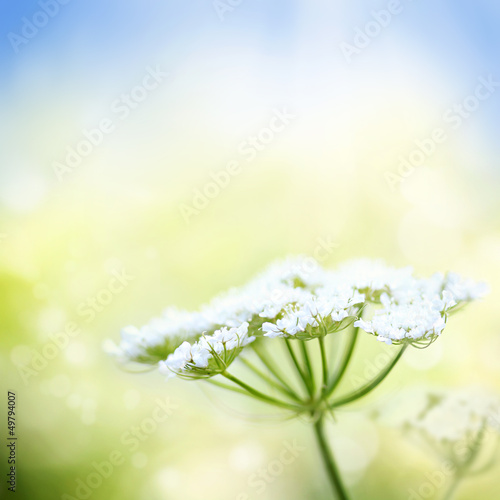 Photo: White wild carrot flower on spring background White wild carrot flower on spring background